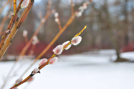 Spring.   Fluffy  willow in the parkの写真素材