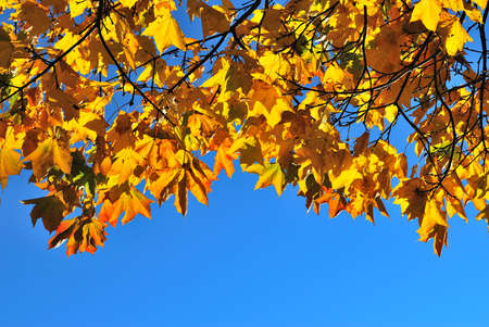 Golden autumnal maple leaves against  blue sky の写真素材