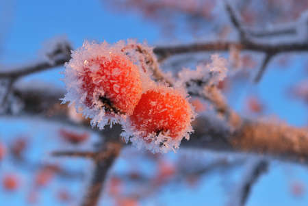 Two small red frozen apples against blue skyの写真素材