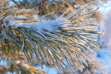 Twig of pine in frost lightened  by the sunの写真素材