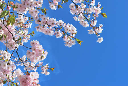 Sakura flowers against the blue skyの写真素材