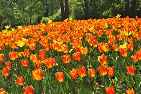 A lot of colorful  orange tulips in the Spring Park in St. Petersburgの写真素材