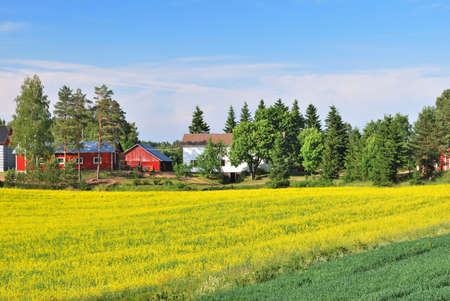 Beautiful landscape of Finland with yellow rape fields in a sunny dayの写真素材