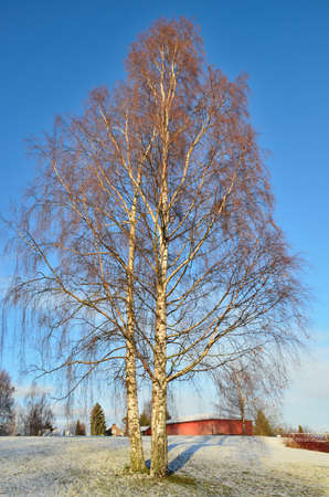 Winter in Finland. Beautiful birch-trees in a sunny winter morningの写真素材