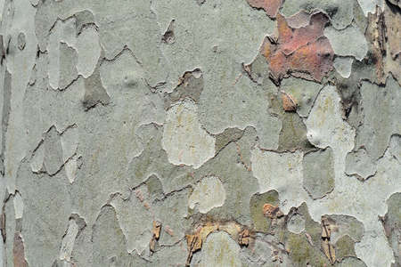 Unusual multi-colored bark of sycamoreの写真素材