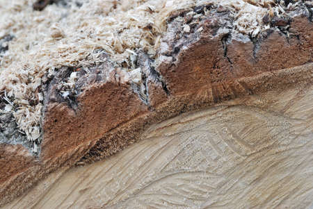 The surface of a sawn tree trunk with a beautiful expressive textureの写真素材