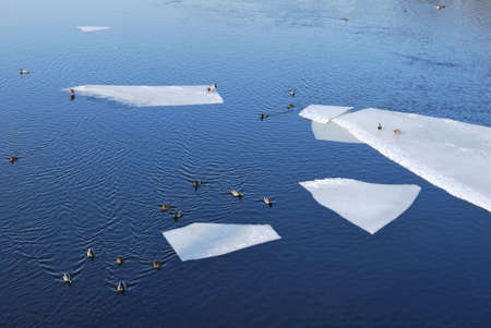 Melting ice floes and ducks in a sunny spring day