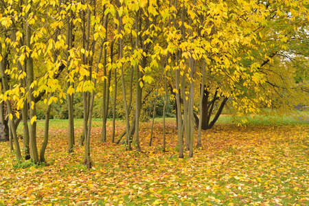 Golden autumn in a very beautiful parkの写真素材