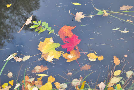 Beautiful colorful autumnal leaves on the waterの写真素材