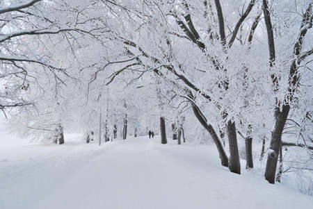 Beautiful park in winterの写真素材