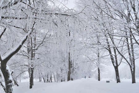 Beautiful trees covered with frost in a winter parkの写真素材