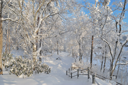 Park in Imatra in winterの写真素材