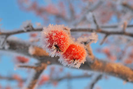 Small red frozen apples covered with rime against the blue skyの写真素材