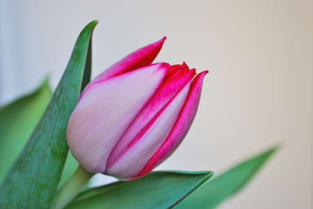 Beautiful bright spring tulip close upの写真素材