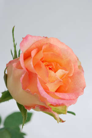 Very beautiful delicate light rose close upの写真素材