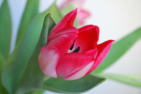 Spring tulipの写真素材