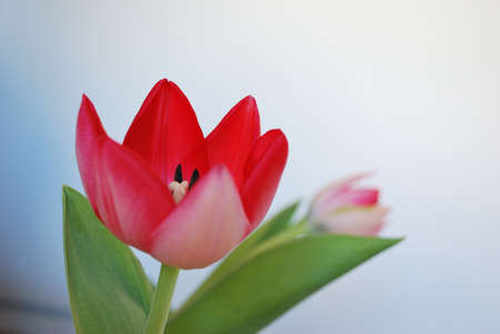 Beautiful bright spring tulip close upの写真素材
