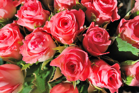 A lot of very beautiful delicate light roses close up
