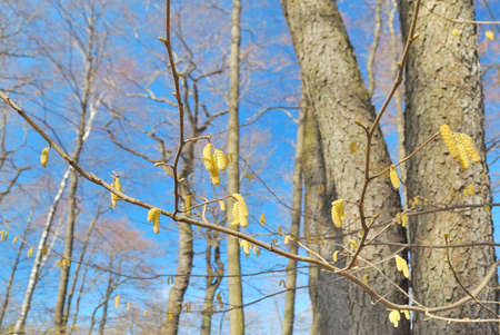 Beautiful trees in the spring park in a sunny dayの写真素材