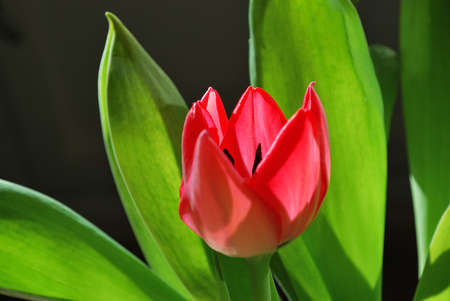 Beautiful bright spring tulip close upの写真素材