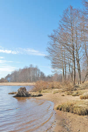 Beautiful trees and lake in the spring park in a sunny dayの写真素材