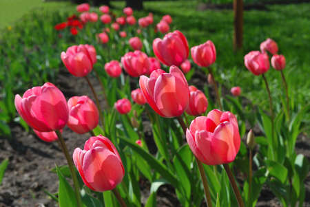 A lot of very beautiful delicate light pink spring tulipsの写真素材