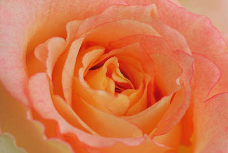 Very beautiful delicate light rose close upの写真素材
