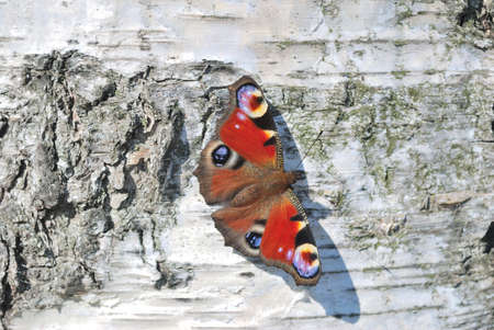 Butterfly on the trunk of a birchの写真素材