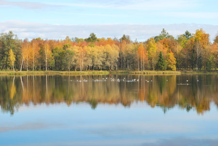 Very beautiful colorful trees in the autumnal parkの写真素材