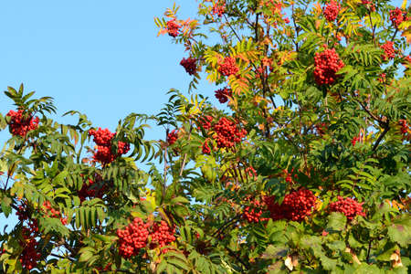 Rowan on the background of blue skyの写真素材