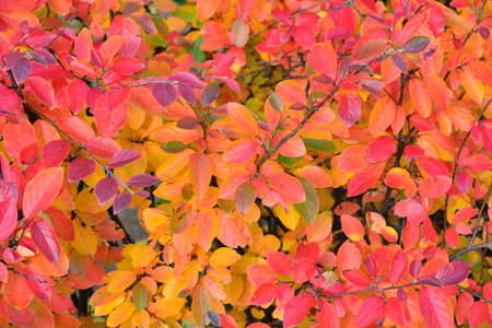 Veru beautiful bushes with colorful red and orange leaves in autumnの写真素材