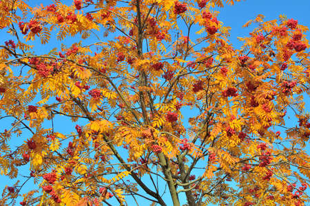Rowan on the background of blue skyの写真素材
