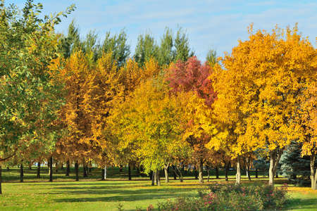 Beautiful park in autumnの写真素材