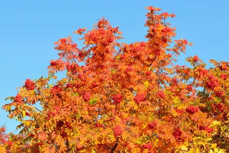 Rowan on the background of blue skyの写真素材