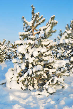 A very beautiful small pine covered with snow in the park on a sunny winter dayの写真素材