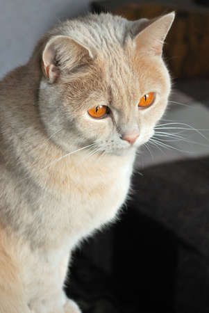 A very beautiful Scottish Straight cat with amber eyesの写真素材