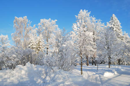 Finland. Very beautiful park with snow-covered trees in Imatra in winterの写真素材