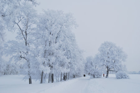 Beautiful winter park with the trees covered with frostの写真素材