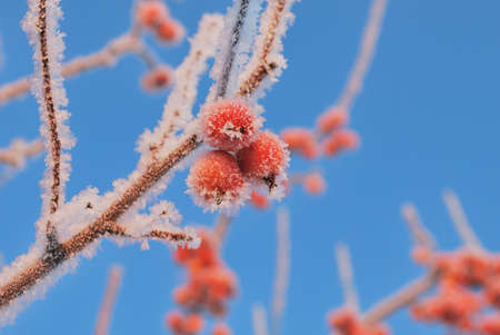Small red frozen apples covered with rime against the blue skyの写真素材