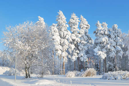 Park in Imatra in winterの写真素材