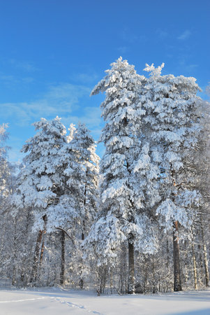 Finland. Very beautiful park with snow-covered trees in Imatra in winterの写真素材