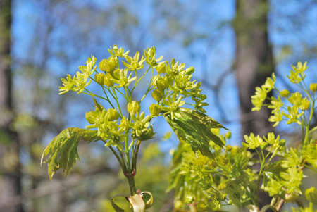 Beautiful maple-tree flowers in the park in springの写真素材
