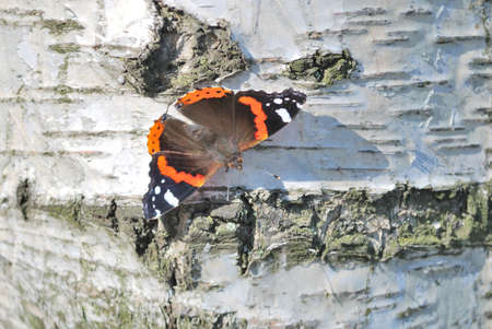 Butterfly on the trunk of a birchの写真素材