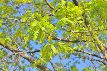 Very beautiful green young oak leaves in the spring parkの写真素材