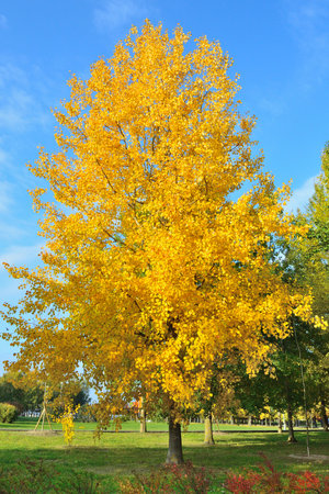 Very beautiful golden aspenの写真素材
