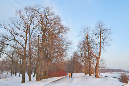 beautiful park in winterの写真素材