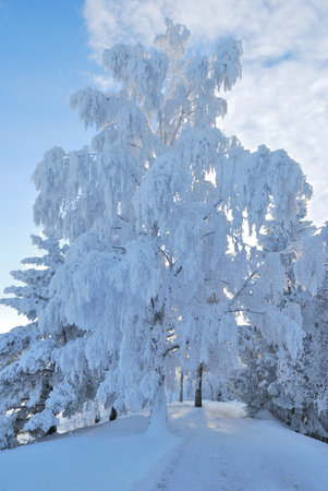 Park in Imatra in winterの写真素材