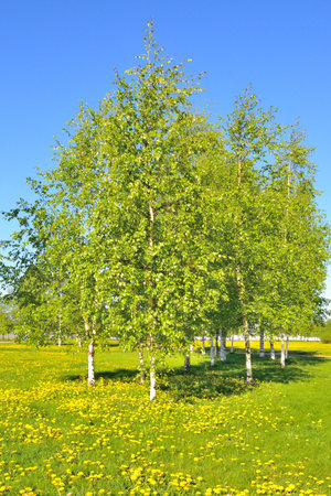 beautiful park in springの写真素材
