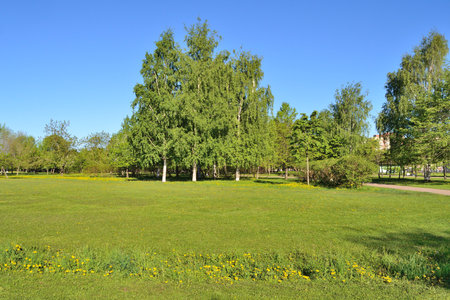 beautiful park in springの写真素材
