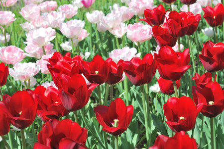 Beautiful bright spring tulipsの写真素材
